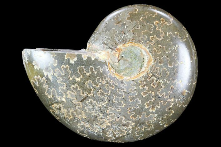 Polished, Agatized Ammonite (Cleoniceras) - Madagascar #119107